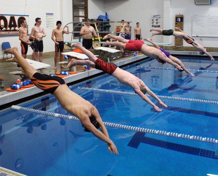 The Brotherhood of Swim – Cougar Chronicle