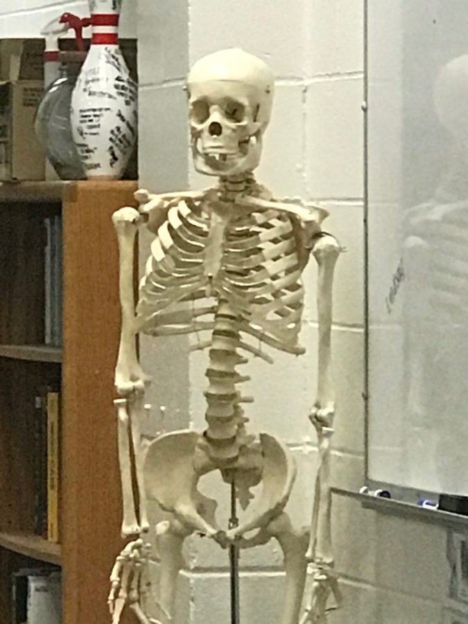 Class skeleton for sports medicine.