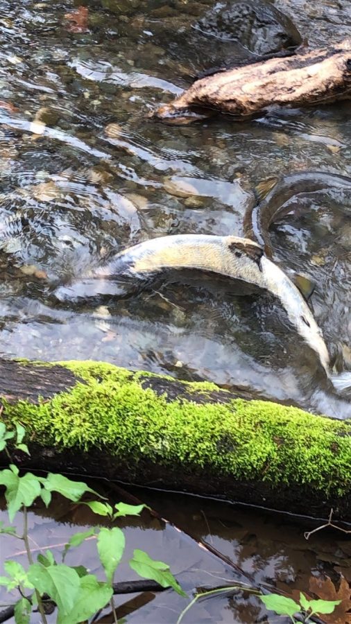 Female Chum salmon returning to Chico Creek to spawn in late Nov, 2019