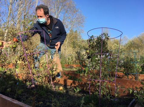 CKHS teacher and Enviro Club advisor Bill Wilson harvests produce at the CKHS garden to donate to the Central Kitsap Food Bank.