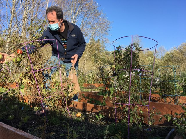 CKHS+teacher+and+Enviro+Club+advisor+Bill+Wilson+harvests+produce+at+the+CKHS+garden+to+donate+to+the+Central+Kitsap+Food+Bank.