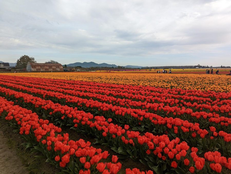 Roozengaard fields showcasing the red, orange, yellow, pink, and purple tulips spanning the field