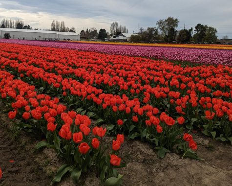 Roozengaard tulip fields of red, pink, purple, and orange tulips 