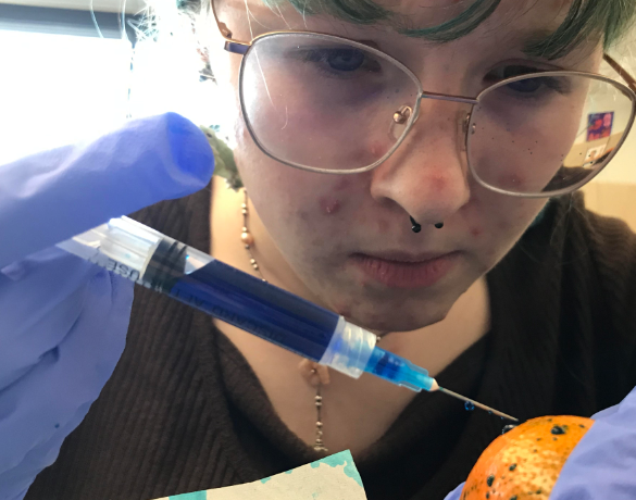 A HOSA member, Laurie Kish, injecting an orange with dye for practice