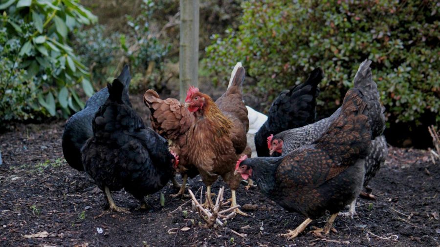 Chickens eating bugs in a backyard farm in Kitsap County
