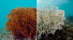 A fire coral before and after bleaching. Photo by the XL Catlin Seaview Survey.