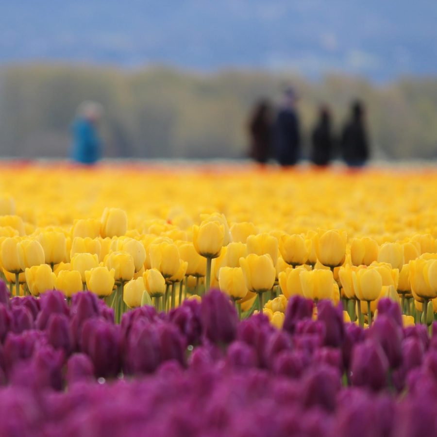 Fields of purple and yellow tulips. Behind them, groups of people can be seen walking along the designated path observing the beautiful flowers.