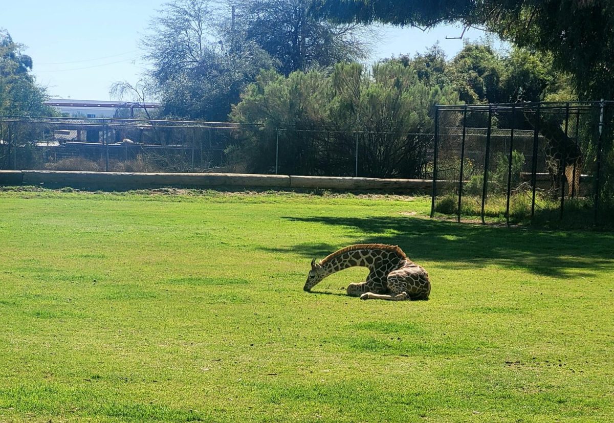 A giraffe rests beneath the sweltering sun at the Phoenix Zoo.
