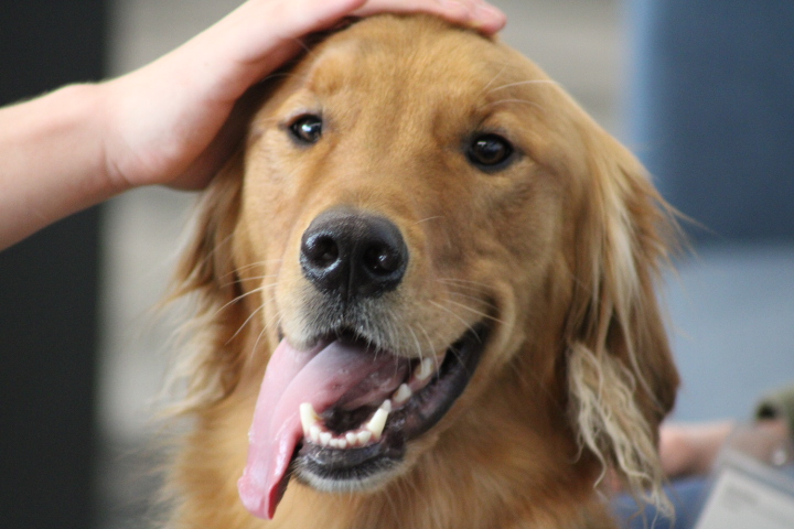 A therapy dog gets a pat on the head in the library.