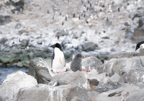 Penguins are seen on a rock as scientists investigate the impact of climate change on Antarctica's penguin colonies, on the eastern side of the Antarctic peninsula, Antarctica January 16, 2022. Picture taken January 16, 2022. REUTERS/Natalie Thomas
